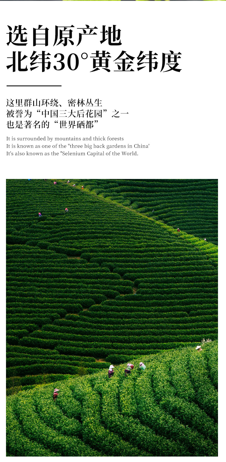 恩施富硒藤茶250g袋装张家界永顺莓茶厂家直销 detail 3