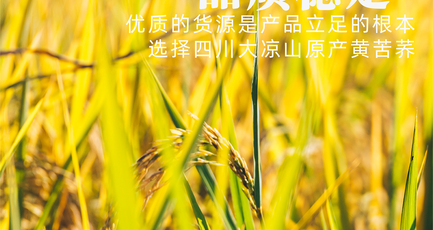 苦荞茶2500g5斤特级正品四川大凉山黄苦荞麦香型黄苦荞茶饭店专用 detail 5
