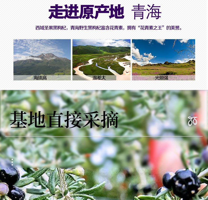 桑葚黑枸杞红枣邮政同款桂圆茶人参六宝茶组合养生茶包正品养生茶 detail 2