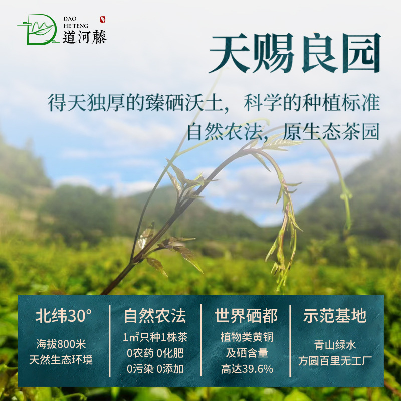恩施富硒藤茶250g袋装张家界永顺莓茶厂家直销 4