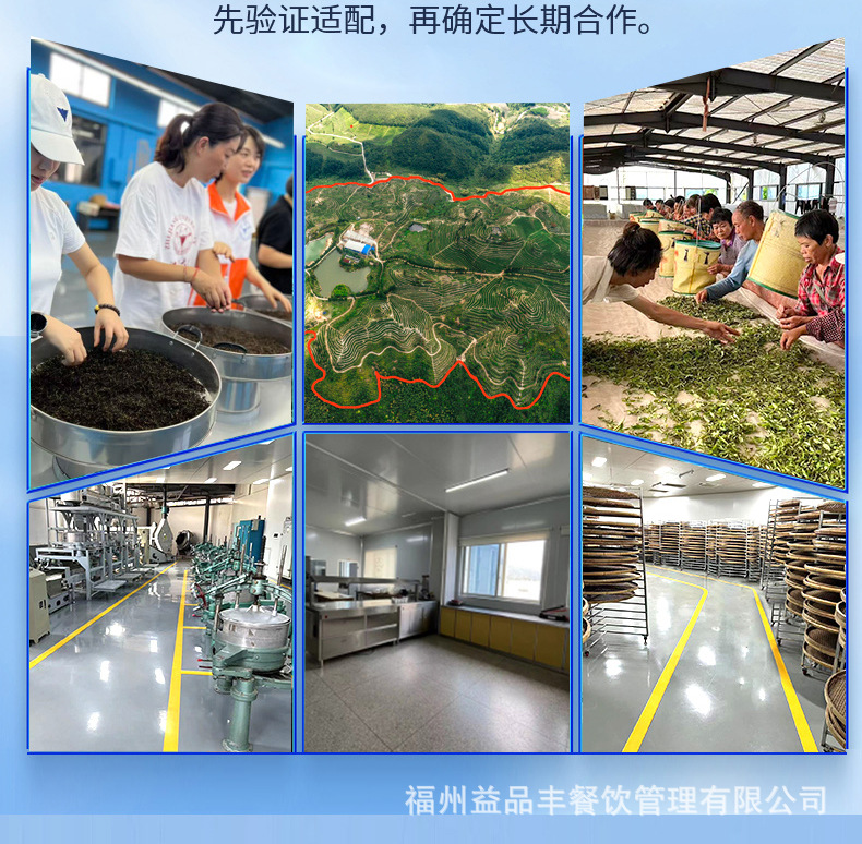 東方美人膨風茶臺灣高山烏龍新中式茶飲专用厂家批發量大优惠 detail 6